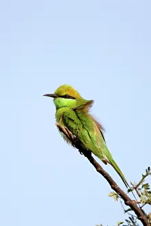 Eater: Green Bee-eater / Little Green Bee-eater