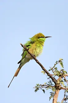 Eater: Green Bee-eater / Little Green Bee-eater