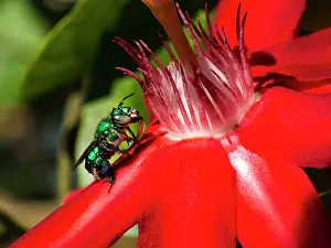 Hymenopteran: Green Bee eating at a Passiflora