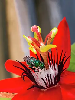 Hymenopteran: Green Bee eating at a Passiflora