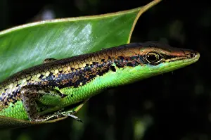 Scincidae: Green-bellied Skink (Emoia cyanogaster)