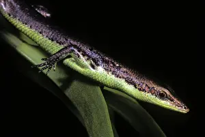 Skink: Green Bellied Tree Skink