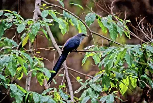 Tristis: Green-billed Malkoha, Cambodia
