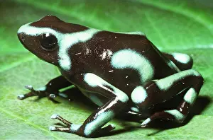 Arrow: Green & Black POISON ARROW / DART FROG