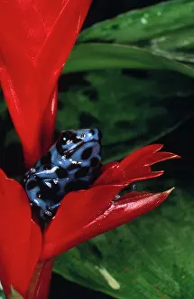 Bromeliad: Green & Black Poison Arrow Frog
