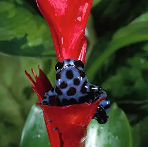 Bromeliad: Green & Black Poison Arrow Frog