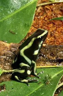 Dendrobatid: Green and Black Poison Dart Frog