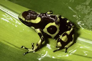 Dendrobatid: Green and Black Poison Dart Frog