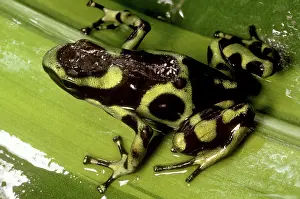 Dendrobatid: Green and Black Poison Dart Frog