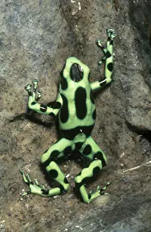 Dendrobatid: Green and Black Poison Dart Frog