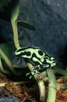 Dendrobatid: Green and Black Poison Dart Frog
