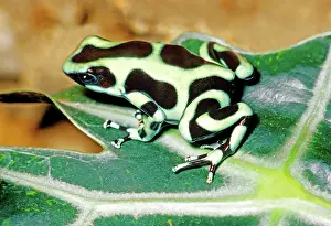 Poisonarrow: Green and Black Poison Dart Frog
