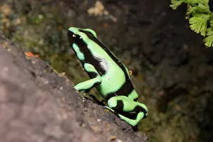 Jose: Green and Black Poison Dart Frog