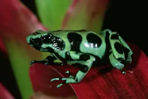Bromeliad: Green & Black Poison Dart Frog
