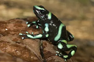 Arrow: Green and Black Poison Dart Frog