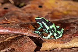 Dendrobates: Green and black poison dart frog (Dendrobates auratus)
