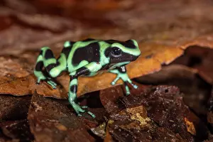 Dendrobates: Green and black poison dart frog (Dendrobates auratus)