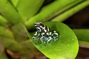 Bromeliad: Green and black poison dart frog (Dendrobates auratus)