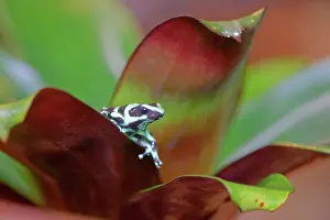 Bromeliad: Green and Black Poison Dart Frog Dendrobates auratus Alajuel