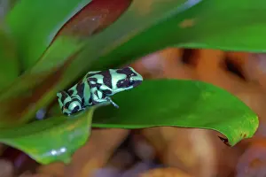 Bromeliad: Green and Black Poison Dart Frog Dendrobates auratus Alajuel