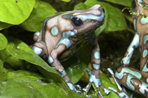 Granular: Green and Black Poison Frog