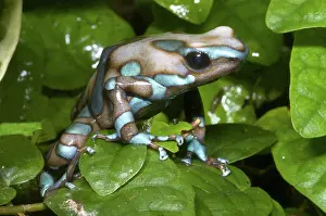 Granular: Green and Black Poison Frog