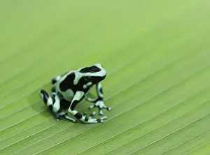 Arrow: Green and Black Poison Frog