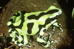 Arrow: Green and Black Poison Frog