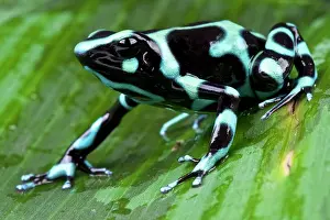 Suriname: Green and black poison frog (Dendrobates auratus)