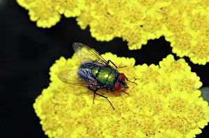 Blow: Green Bottle Fly
