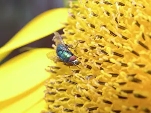 Sunflower: Green Bottle fly on sunflower - UK