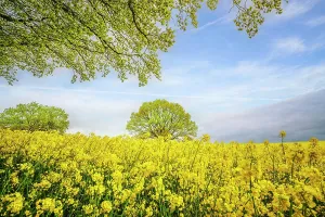 Hanging: Green branch hanging over a yellow canola field