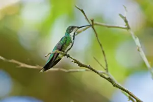 Tirimbina: Green-breasted Mango