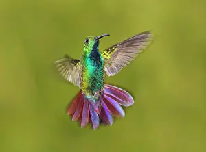 Mango: Green-breasted Mango Hummingbird