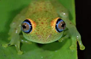 Boophis: Green Bright-eyed Frog