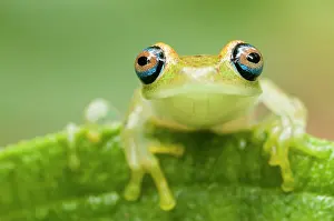 Boophis: Green Bright-eyed Frog