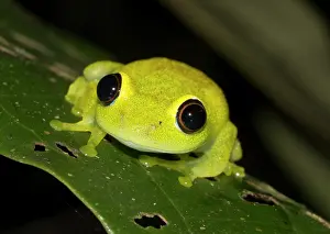 Batrachians: Green bright-eyed frog (Boophis viridis) in the