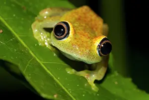 Batrachians: Green bright-eyed frog (Boophis viridis) in the