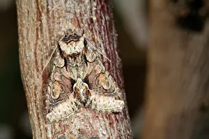 Crescent: Green-brindled Crescent