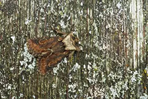 Crescent: Green-brindled Crescent Moth