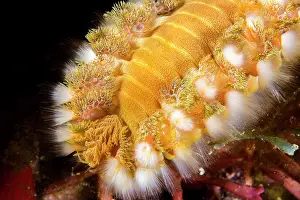 Worms: Green Bristle Worm (Hermodice carunculata), in the