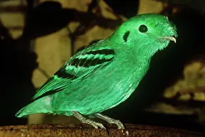 Broadbill: GREEN BROADBILL