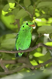 Sumatra: Green Broadbill