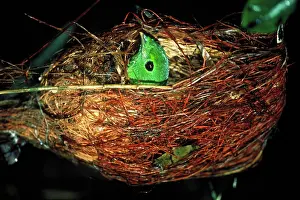 Broadbill: Green broadbill