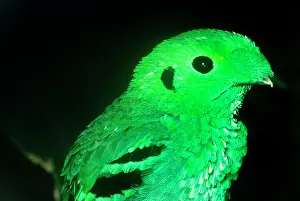 Broadbill: GREEN BROADBILL