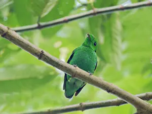 Broadbill: Green Broadbill Calyptomena viridis Sabah, Malay