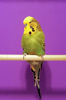 Budgerigar: Green Budgerigar - Male sits on perch