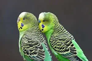 Parakeet: Two green Budgies (Melopsittacus undulatus) sitting