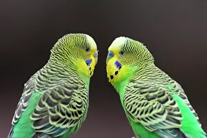 Parakeet: Two green Budgies (Melopsittacus undulatus) sitting
