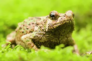 Lurch: Green Burrowing Frog